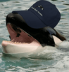 Fuck them boats. Orca Whale Hat Polychrome Goods 🍊