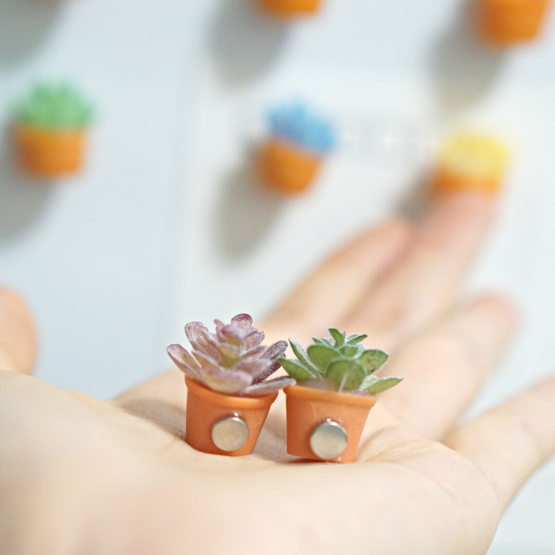 Mini Succulent Refrigerator Magnets (Set of 6) - Polychrome Goods 🍊